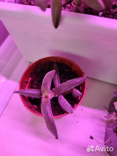 Детки суккулентов и не только