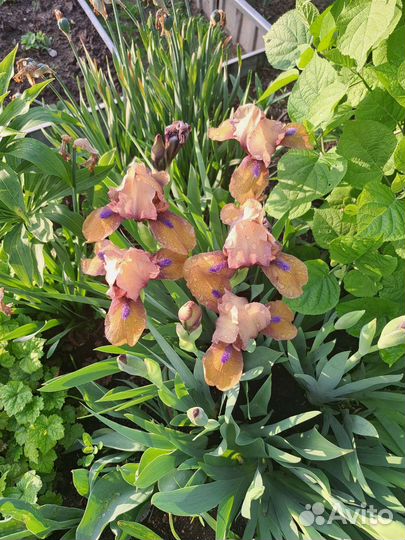 Ирис бородатый карликовый «джинджербрэд мэн»