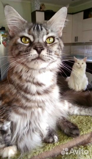 Кошечка Мейн-кун серебряная черепаха