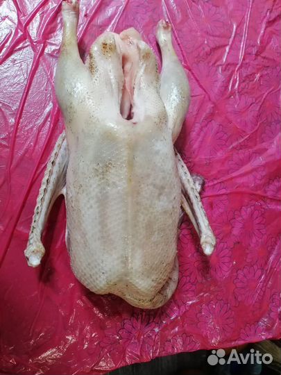 Гусь домашний