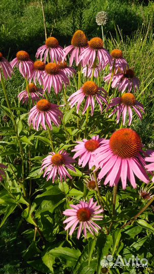 Многолетние цветы