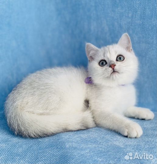 Британские синеглазые котята шиншилла пойнт