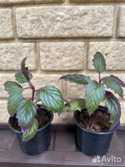 Филодендрон Сциндапсус Эпипремнум