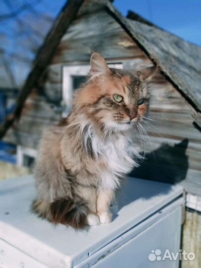 Сибирская метис