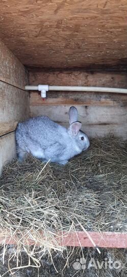 Кролик самец