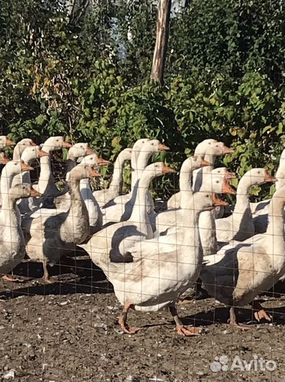 Годовалый гуси