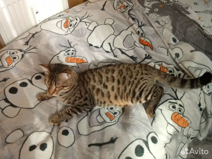 Кот бенгальский 9 месяцев