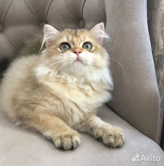 Британская длинношерстная кошка