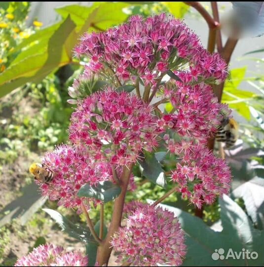 Многолетники