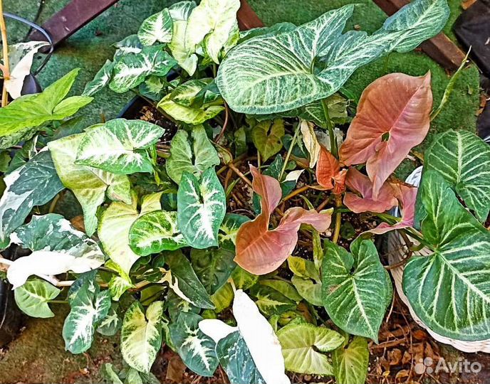 Сингониум в ассортименте