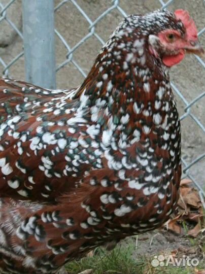 Инкуб.яйцо породистых кур