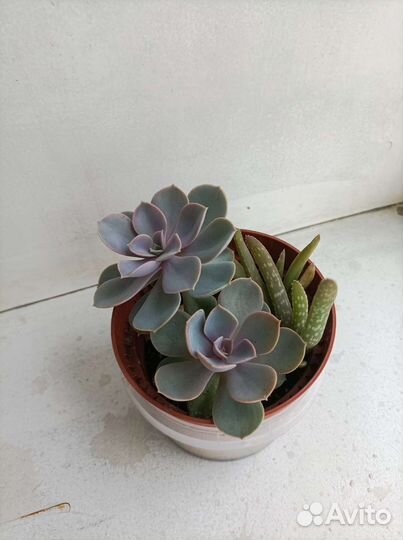 Эхеверия лау