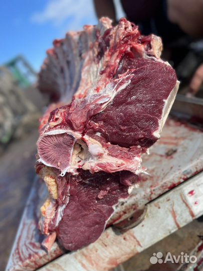 Мясо говядина молодая,телятина
