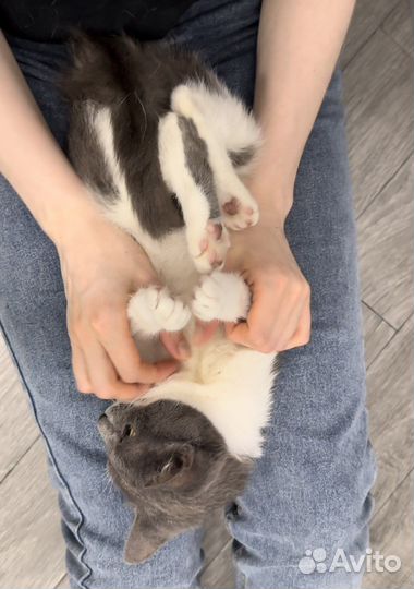 Кошка Бусинка в добрые руки