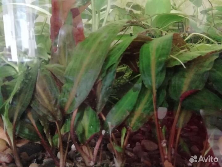 Криптокарина, креветки, ампулярии