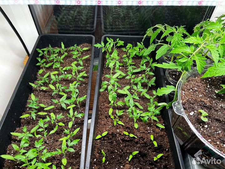 Рассада помидор