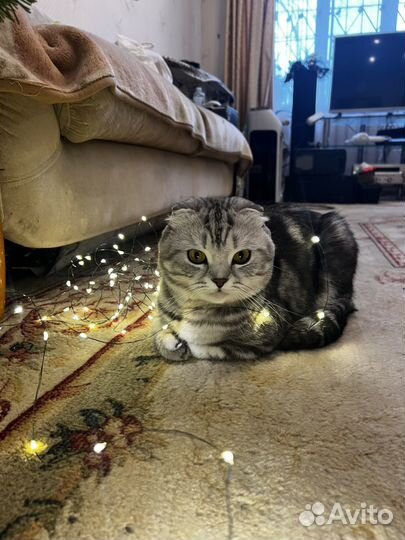 Шотландская вислоухий кот