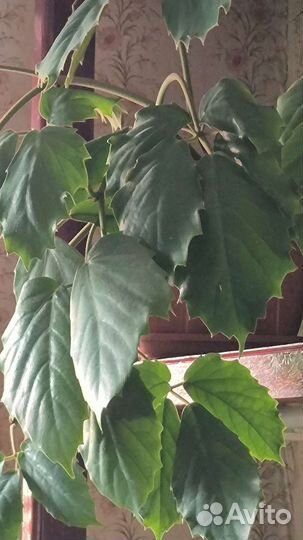 Тетрастигма