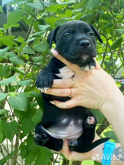 Щенки прайтера