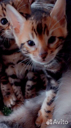 Бенгальские котята