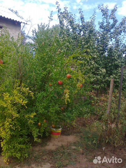 Гранат розовый сладкий