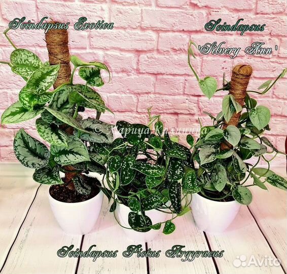 Сциндапсусы