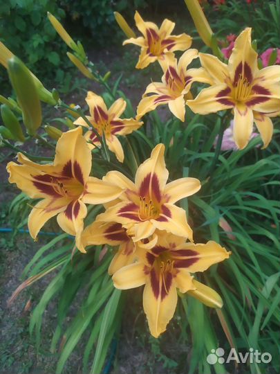 Лилейники сортовые