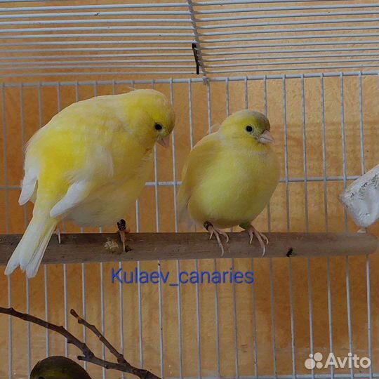 Канарейка Файф Фенси