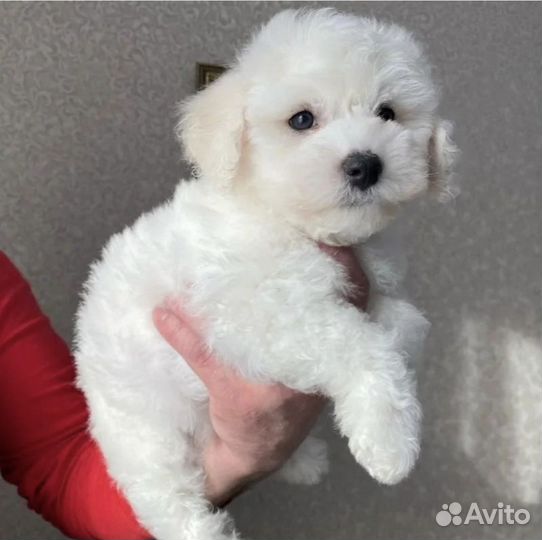 Щенки бишон фризе РКФ