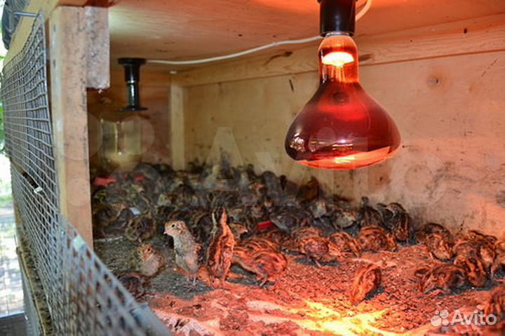 Инфракрасная Лампа для обогрева куриц цыплят 250Вт