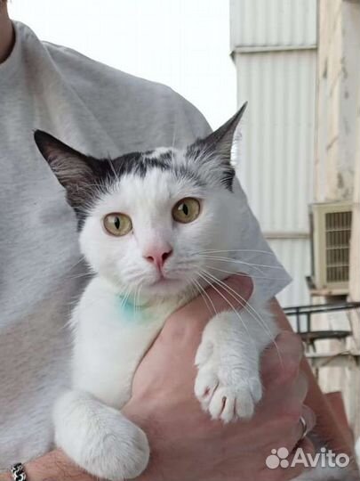 Кошка ищет постоянный дом стерилизованная