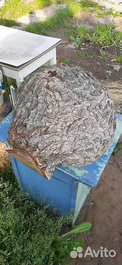 Сувель березовый