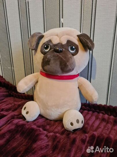 Мопс. Собака