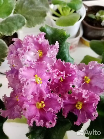 Фиалки сортовые