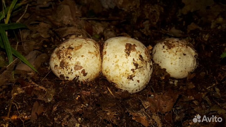 Гриб весёлка