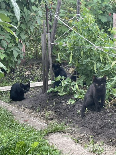 Котята в добрые руки (бесплатно)