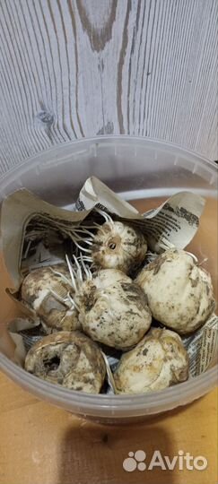 Рябчик императорский луковицы