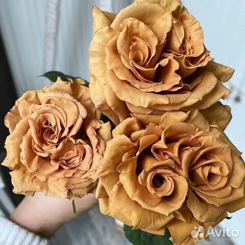 Роза тоффи фото и описание отзывы