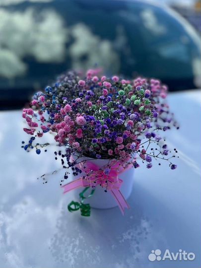 Гипсофила в коробке