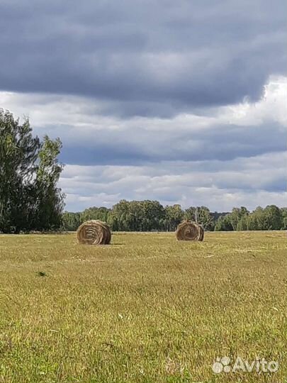 Сено 3центнера 2024 доставка