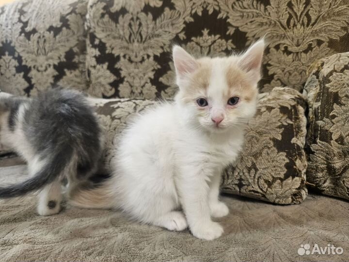 Кошки в добрые руки