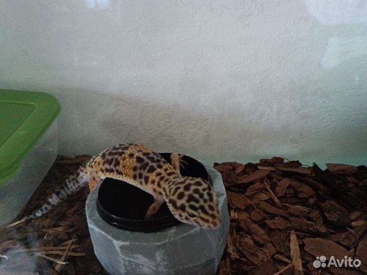 Ящерица эублефар