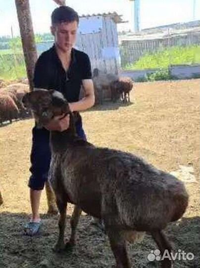 Живой Баран г Дмитров