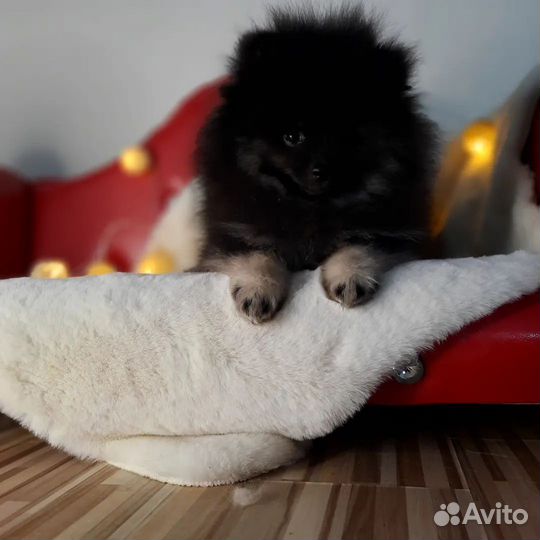 Шпицули медвежатки