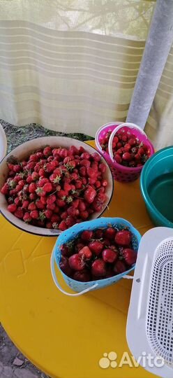 Рассада клубники