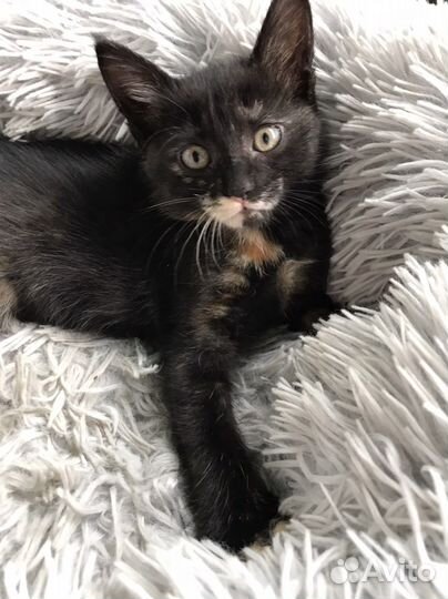 Кошки в добрые руки бесплатно