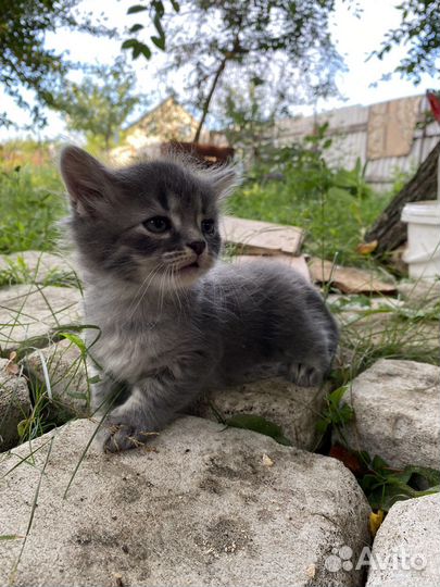 Котята ищут дом