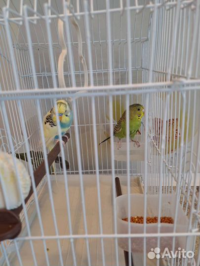 Волнистый попугай с клеткой