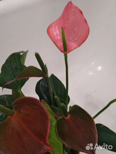 Антуриумы цветущие и деленки разные сорта