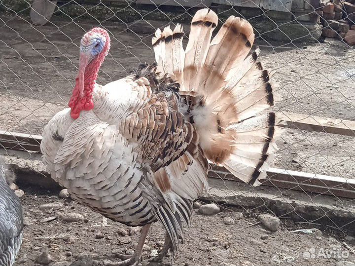 Индюки и индюшки